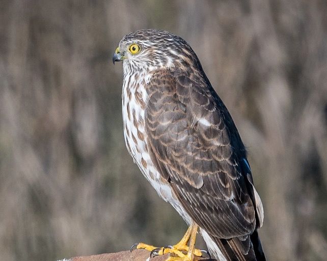Sharp-Shinned Hawk (juvenile) by Becky Matsubara is licensed under CC BY 2.0.
